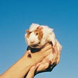 A guinea pig is held up against a deep blue sky