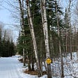 Stand of birches and evergreens in a snow-covered forest, with yellow “Winding Trail” sign.