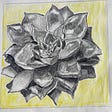 A black and white pencil drawing of a succulent plant on a yellow background