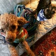 Picture of red toy poodle (Wally)with plaid flannel bandana jumping up to view with black and tan scrappy terrier mix (Mabel) with blue and white daisy bandana looking on.