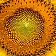 The sunflower is the national flower of Ukraine
