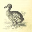 A drawing of a Dodo
