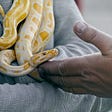 Close up of a Black man holding a yellow and white python.