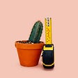 Photograph of a cactus and a tape measure. The cactus is tilted, thus the measurement will not be right
