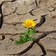 A lone dandelion grows in a bed of cracked clay