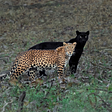 A leopard standing about a foot away from a black panther in the wild.