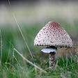 A single mushroom with a brown cap outside in a field. The grass in the background is blurry.
