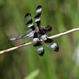Toronto Dragonflies