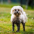 Your Itchy Dog May Need a Poop Pill