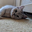 The Internet of Things Almost Starved My Cat