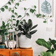 Houseplants sit on top of a chest of drawers in someone’s house. Photo by Prudence Earl on Unsplash