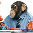 Customer service hell is no monkey business.