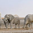 elephant image