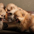 Four puppies by Svetlana Ruskova from Pexels.com