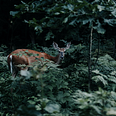 Picture of white tail deer in densely wooded area