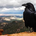 A raven looking out over a mountainous landscape