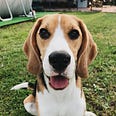 Tricolor beagle sitting on grass