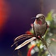 Hummingbird — Vue JS