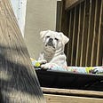 Small white dog sitting on a bed in the sun