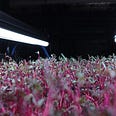 microgreens growning indoors