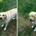 Dog with ball in mouth, hit in face by second ball