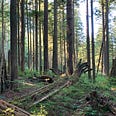 British Columbia forest showing young red cedar trees with large cedar stumps.