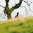 A grass hill with a pheasant sitting on it facing away, with a tree in the background, Auden Wright Medium