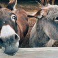 Two donkeys with their heads over a fence