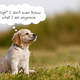 Photograph of a small Golden Retriever puppy sitting in a field of grass. She’s looking off to the side and out into the distance with a delightfully thoughtful and maybe even wistful look on her face. There’s a thought bubble above her head that says “sigh… I don’t even know what I am anymore.”