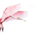 Pink bird flapping its wings to imply height.