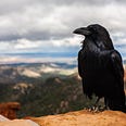 Photo of a Raven at Bryce Canyon National Park, United States