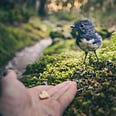 A bird looking at a human outstretched hand with food in it