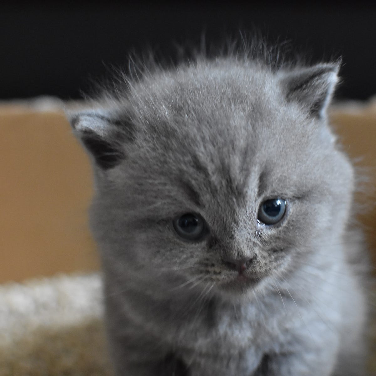how to teach kitten to use litter