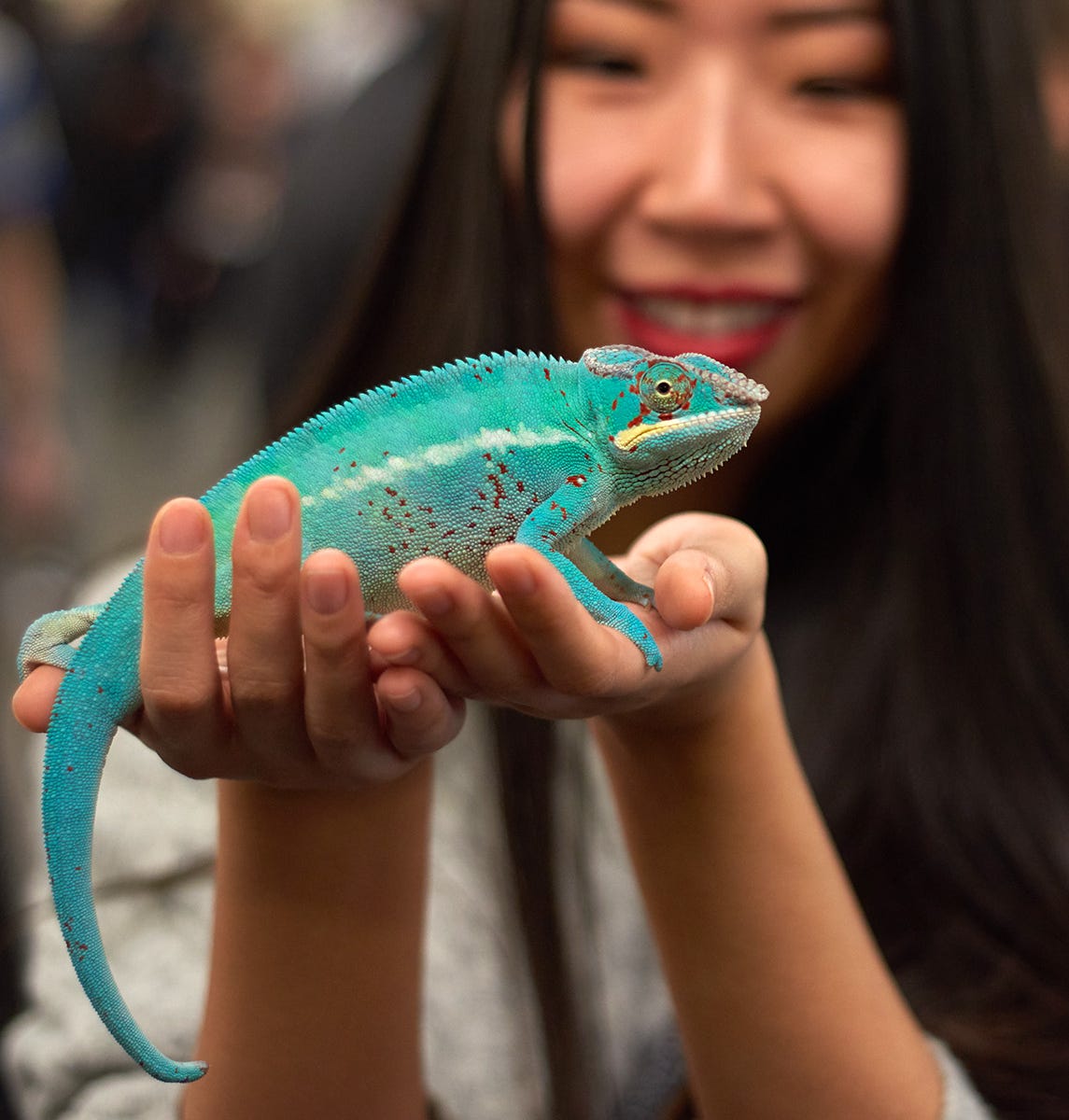 Skinks Snakes And Scorpions Check Out The Coolest Critters