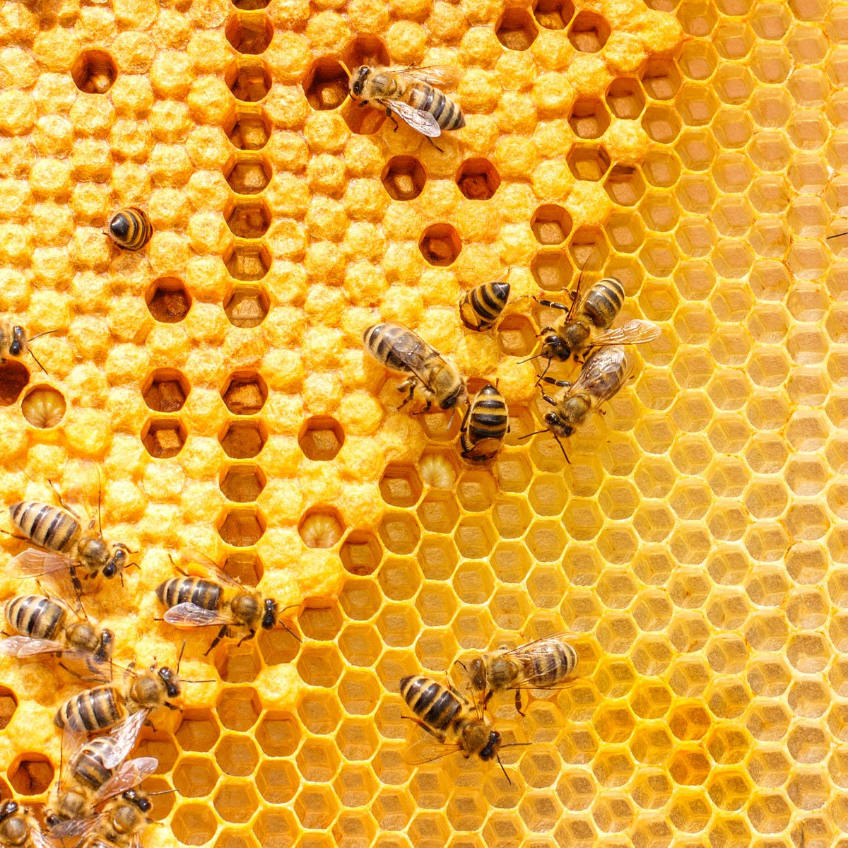 What Business Leaders Can Learn From Honeybees Featured - 