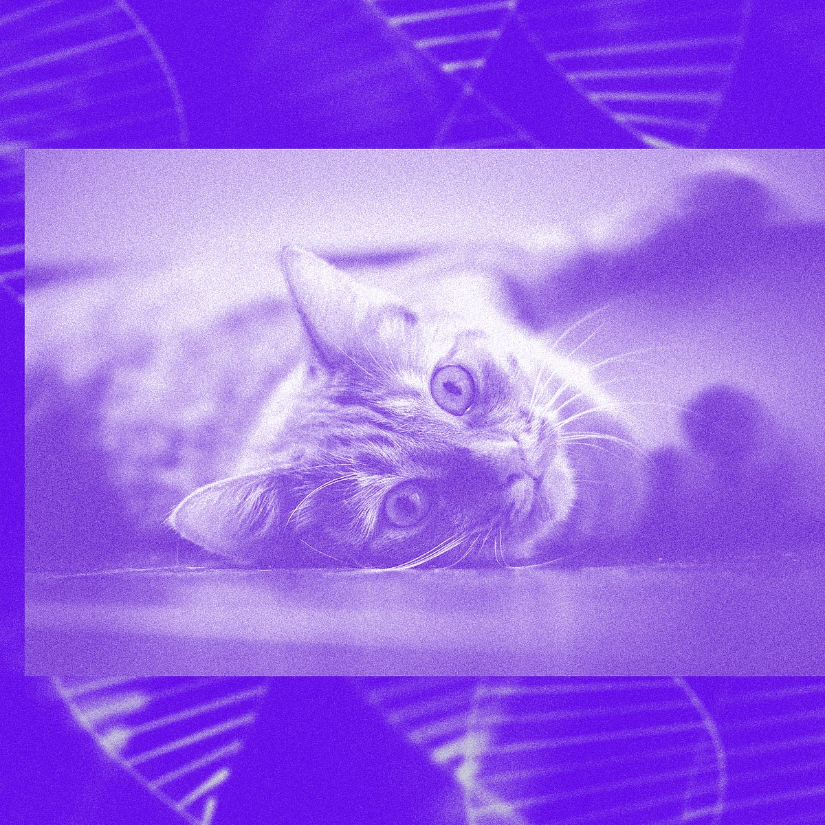 Crispr Could Finally Make The First Truly Allergy Free Cat By