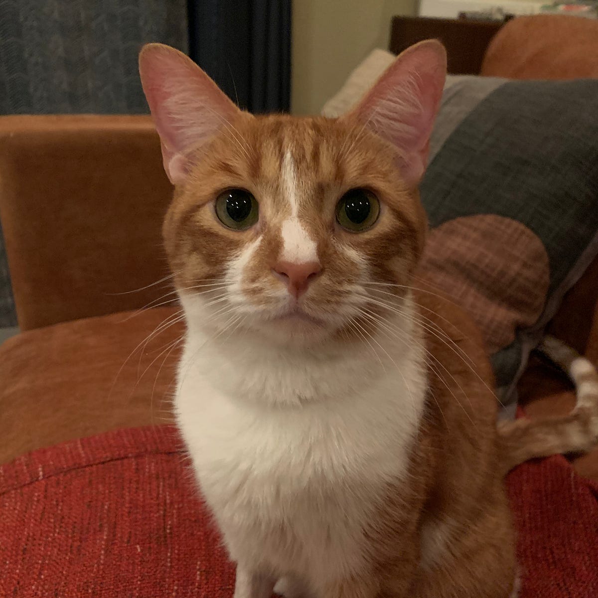 How I Learned Dry Food Was Killing My Cat By Mary G Mills
