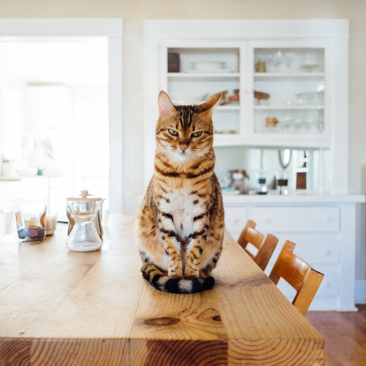 I Feel Guilty About How I Feed My Cat Tenderly