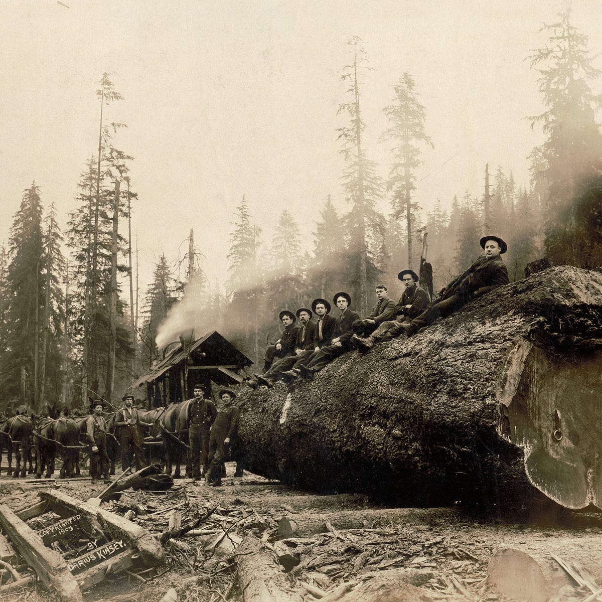 Early Logging Photos Show The Taming And Tarnishing Of Washington State S Old Growth Forests