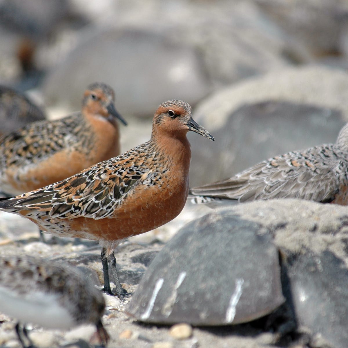 Nature Returns Restoration Brings Back Birds Conserving