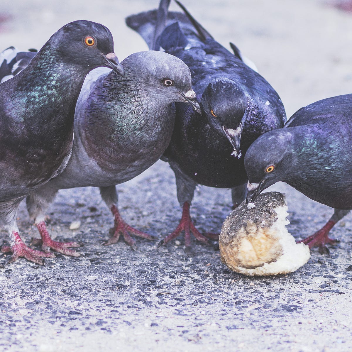Right Now We Need To Feed The Pigeons By Patrick Kuklinski Tenderly