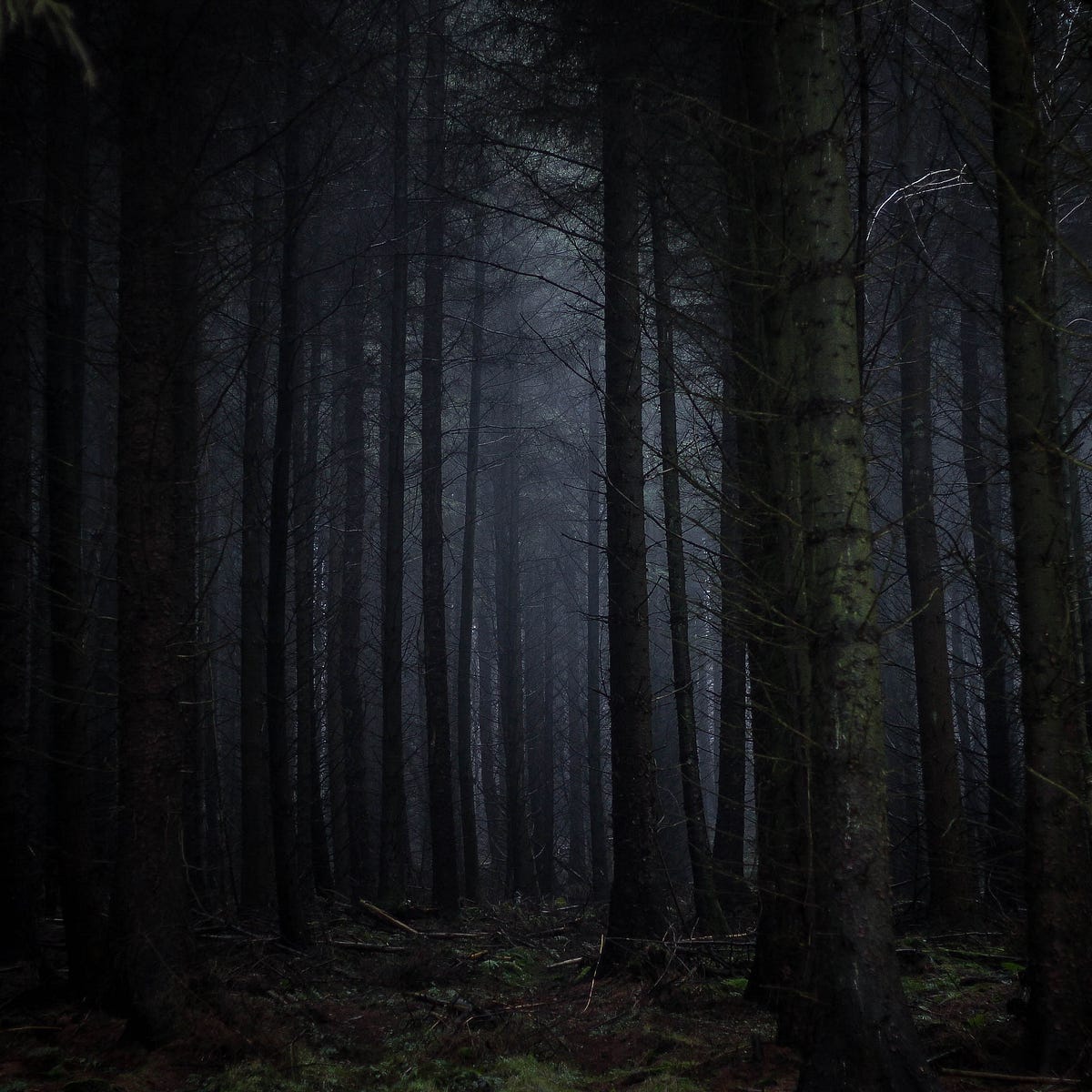 The Dark Forest Theory Of The Internet By Yancey Strickler Onezero