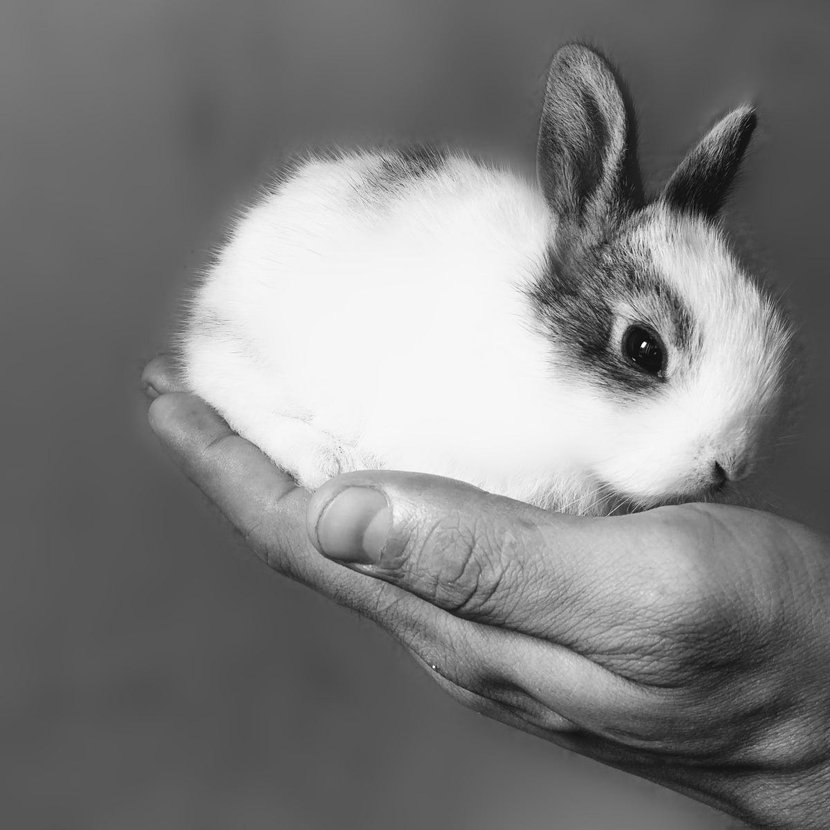 10 Cosmetic Brands That Still Test on Animals, and What to Use Instead | by  Anouska | Tenderly