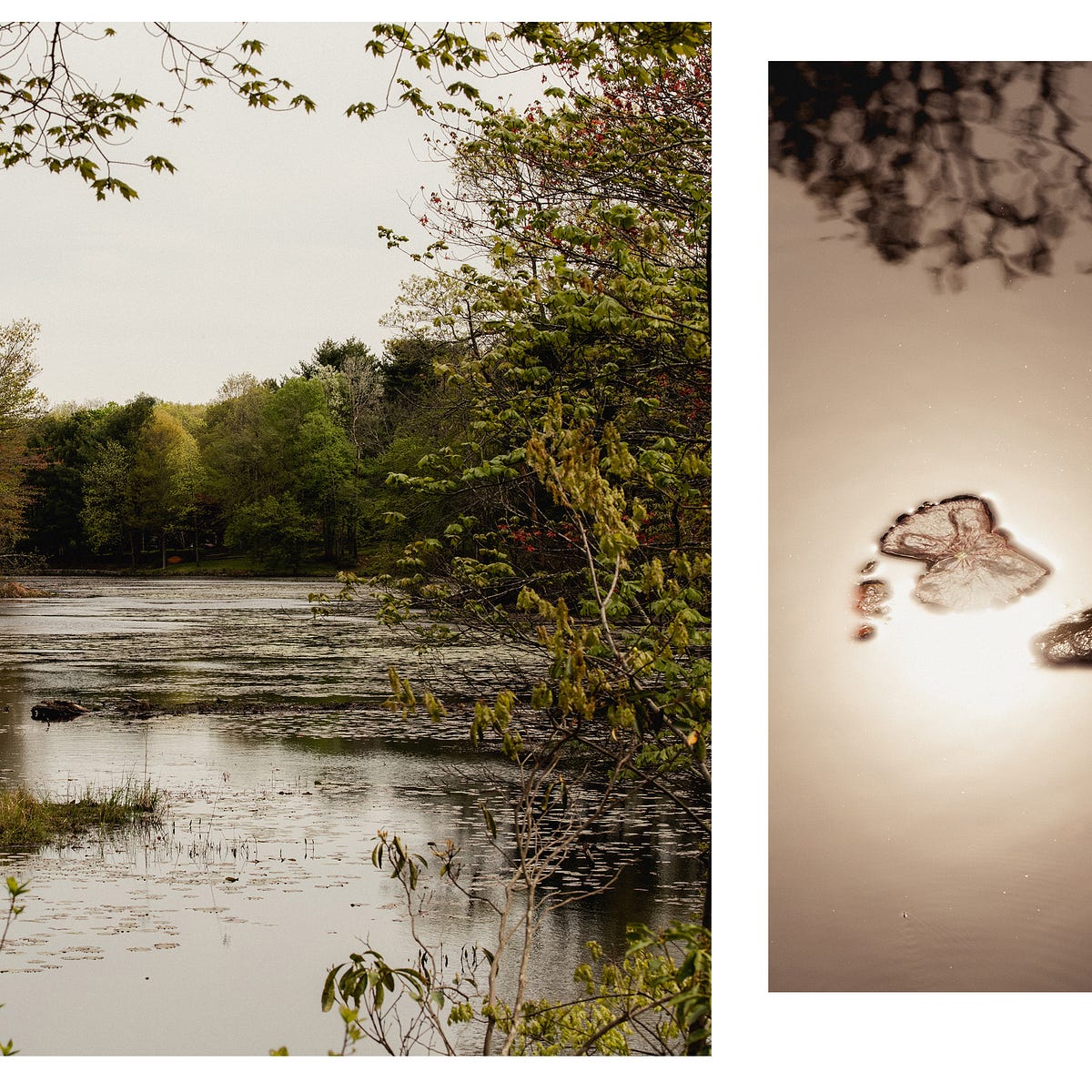 A Deadly Mosquito Borne Illness Is Brewing In The Northeast