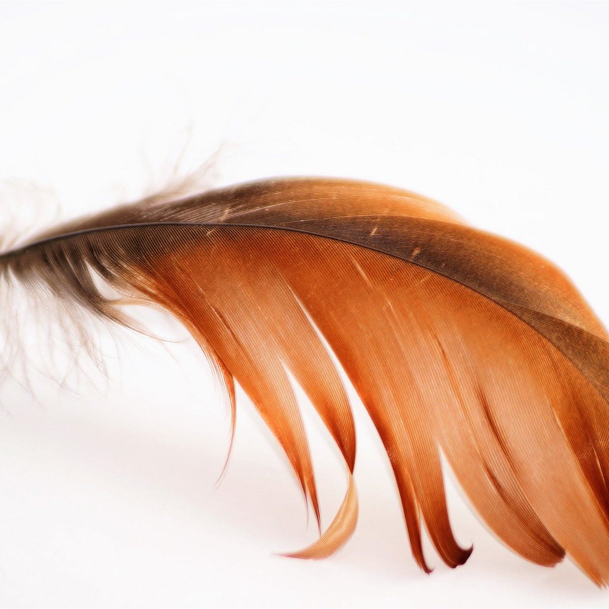 Collecting Feathers The Legal Way By Patrick Kuklinski Tenderly Collecting Feathers The Legal Way By Patrick Kuklinski Tenderly