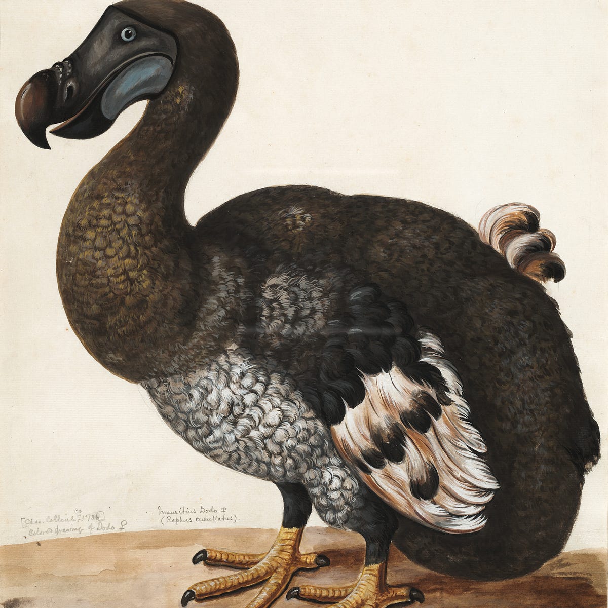 Was The Dodo Bird Really A Dodo Was This The Extinction Of A Truly By Patrick Kuklinski Tenderly