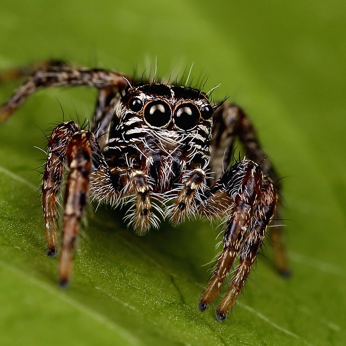 Inside The Delightful World Of Bug Facebook Dark Ish Web