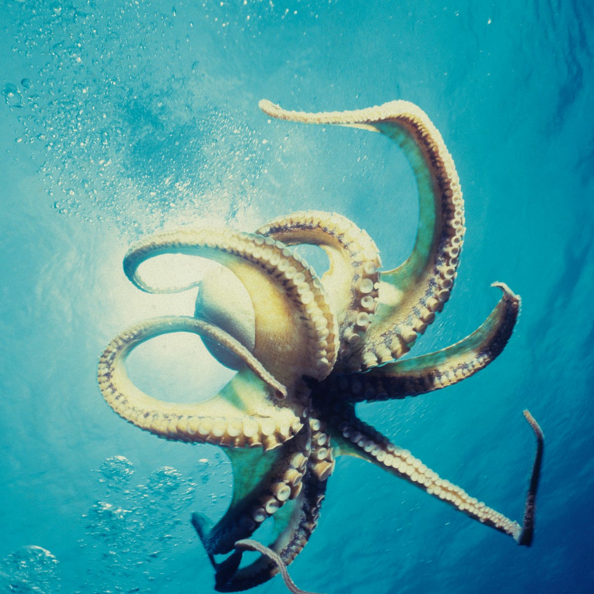 My Octopus Dad Maybe I Can T Save Him But I Can Love By Erica Rhodes Human Parts