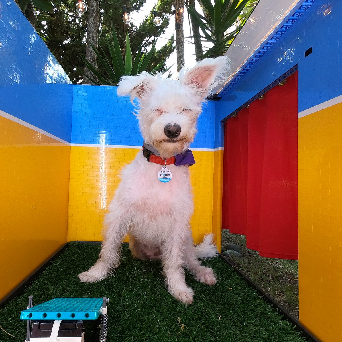 dog ate swedish fish