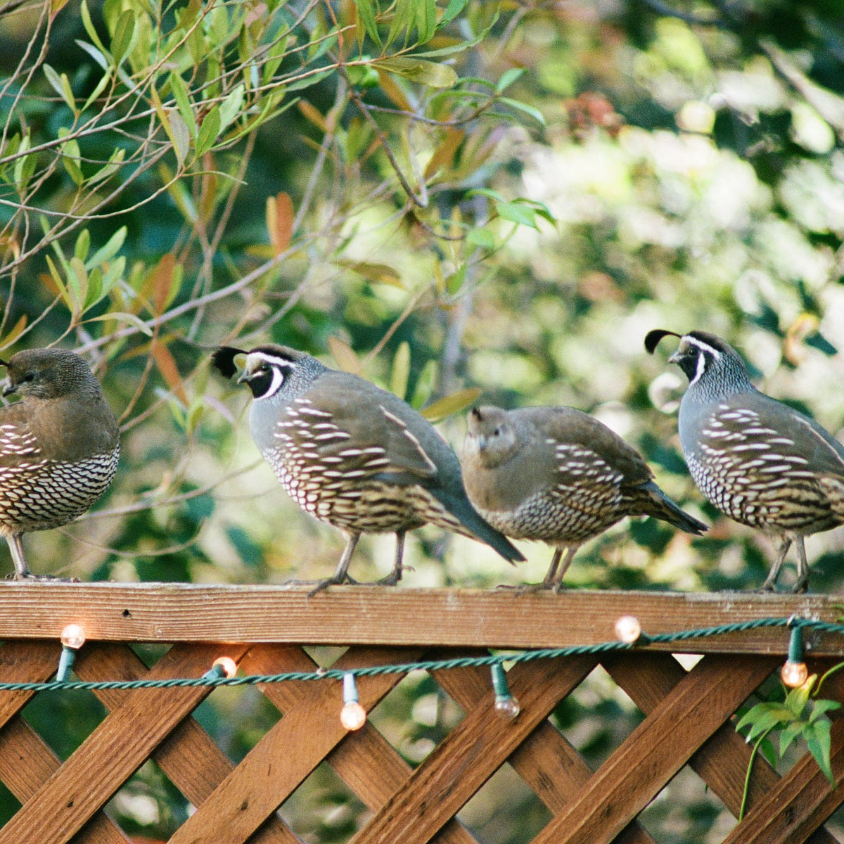 I Ate the California State Bird, and It Was Yummy | by Thomas ...